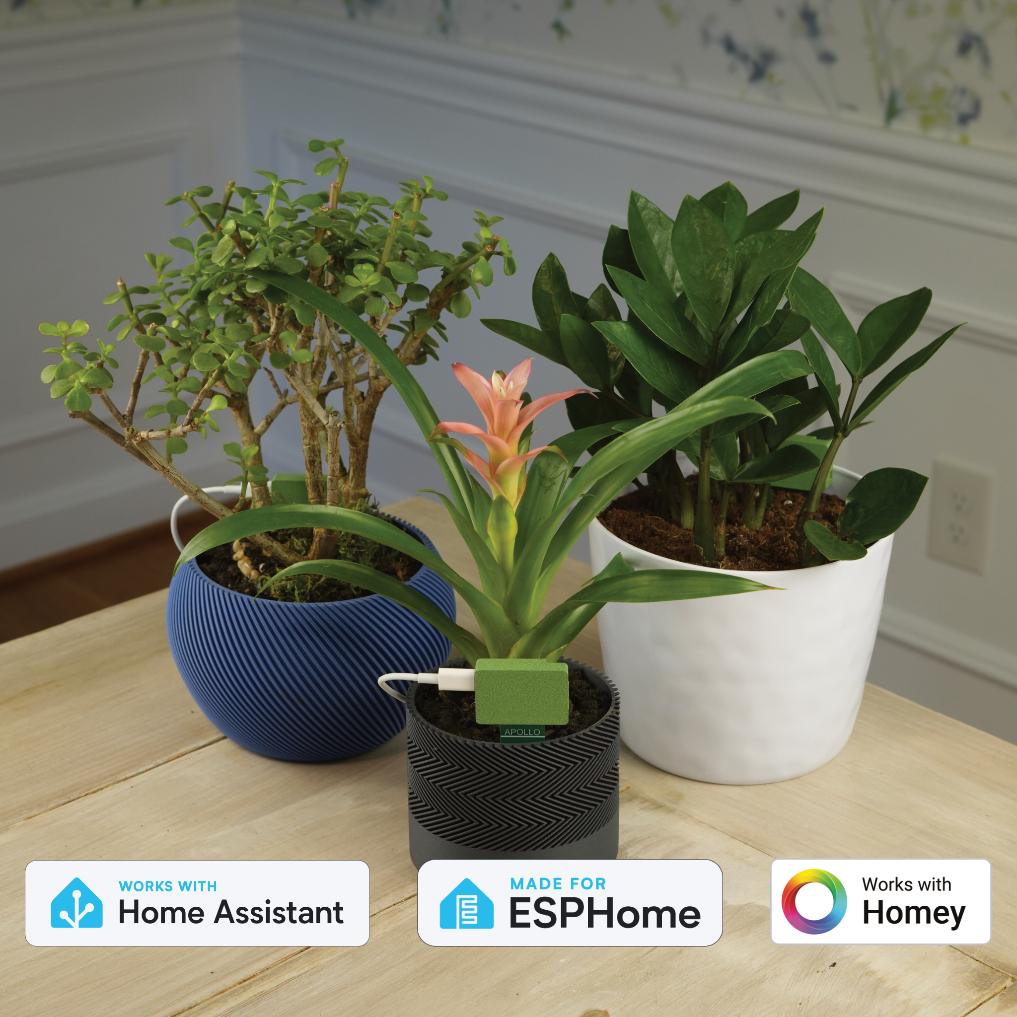 bugs repellent plants Creeping Lemon Thyme | Two Live Plants main image 0